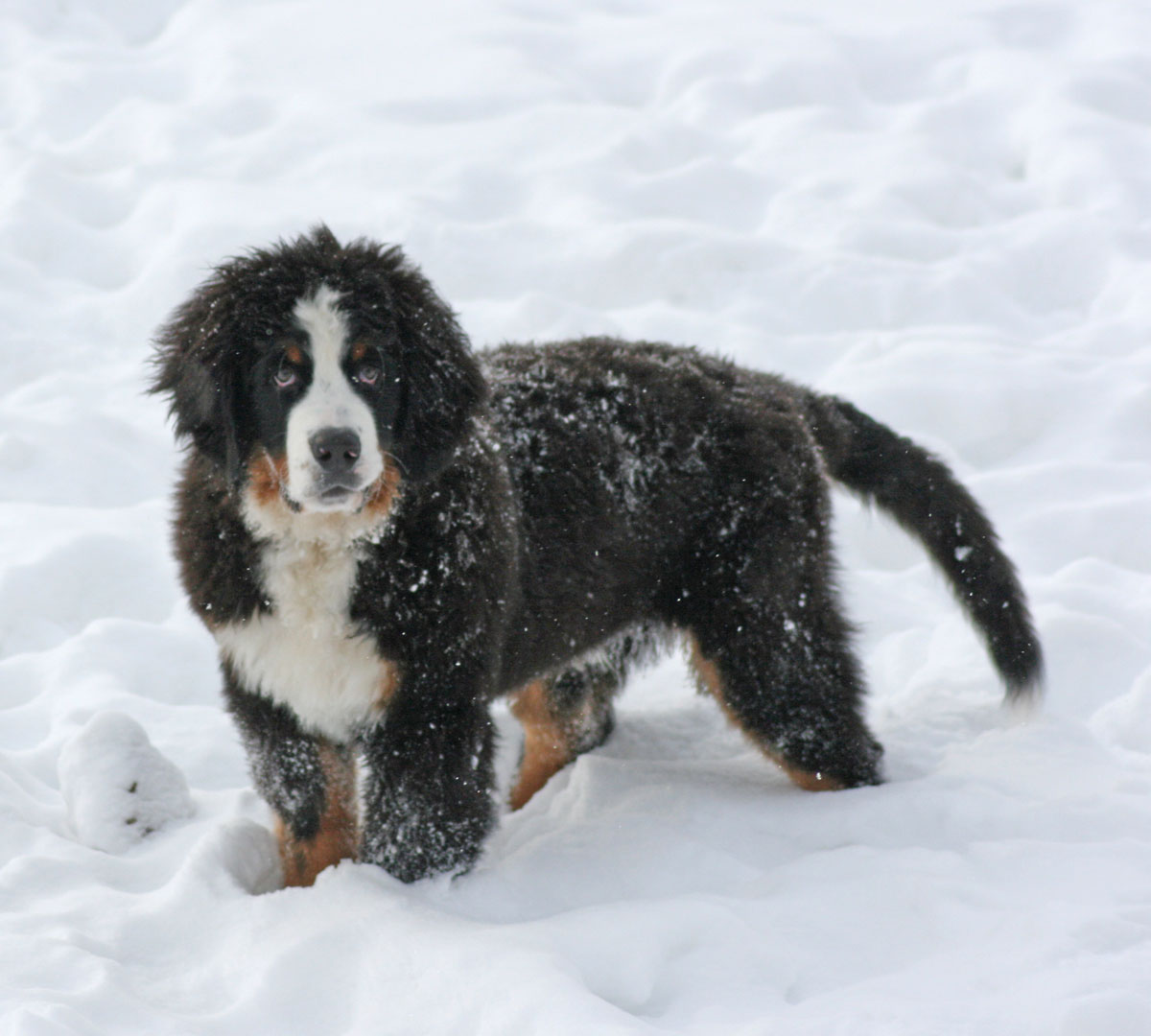 Bernese Aristotle